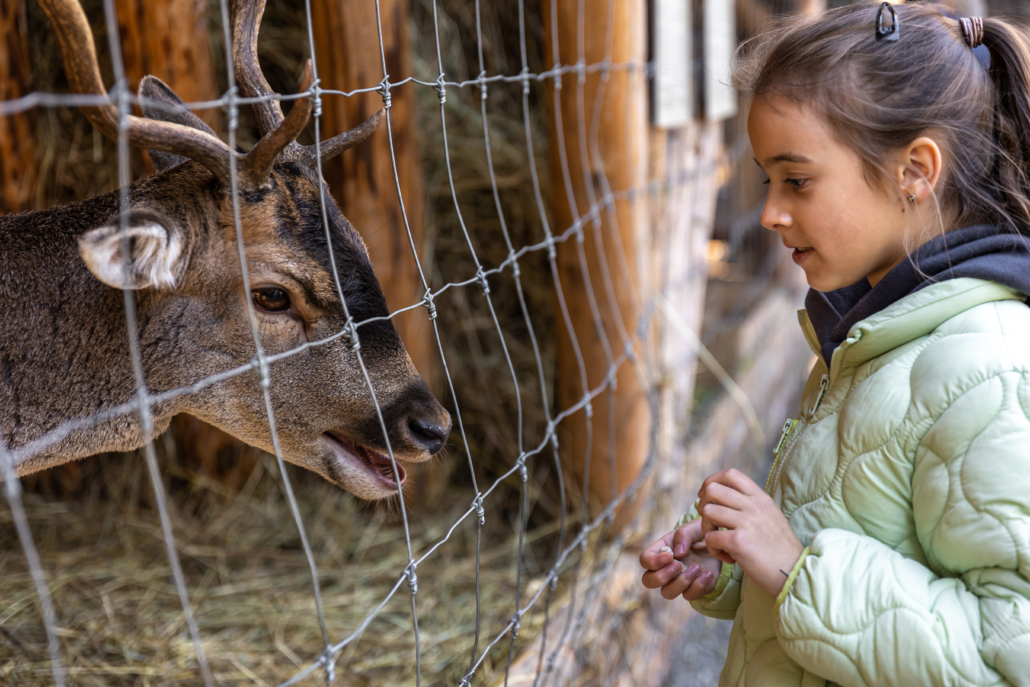 A little girl feeds a deer in the zoo.